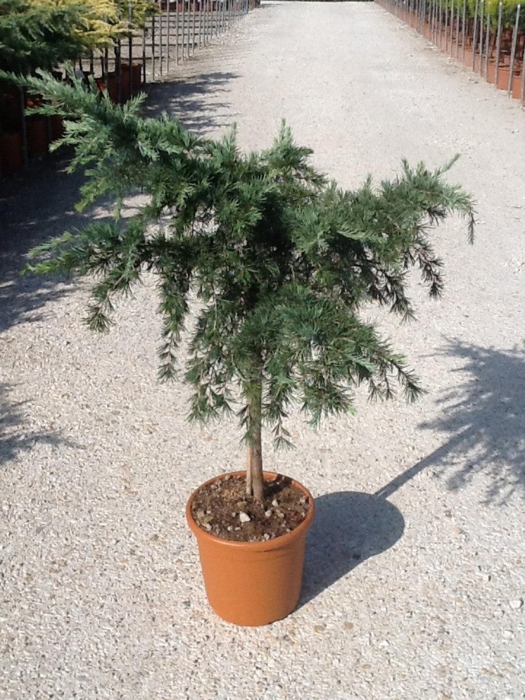 Himalayan cedar Feelin Blue" 0.80 - 1.20 m Cedrus deodora "Feelin Blue"