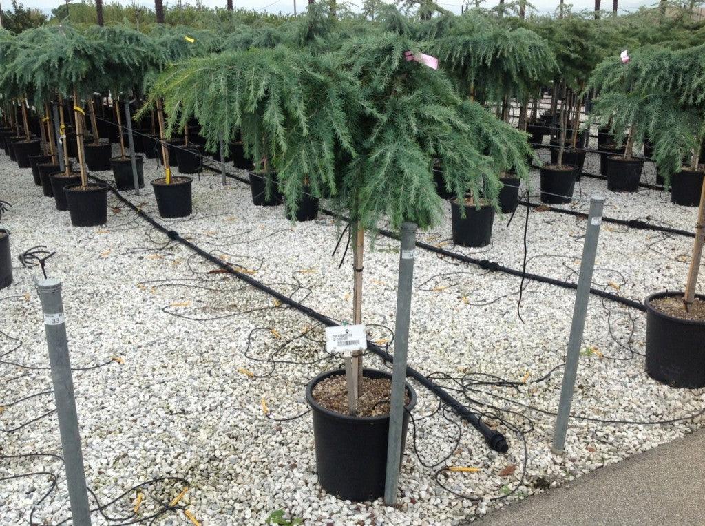 Himalayan cedar Feelin Blue" 0.80 - 1.20 m Cedrus deodora "Feelin Blue"