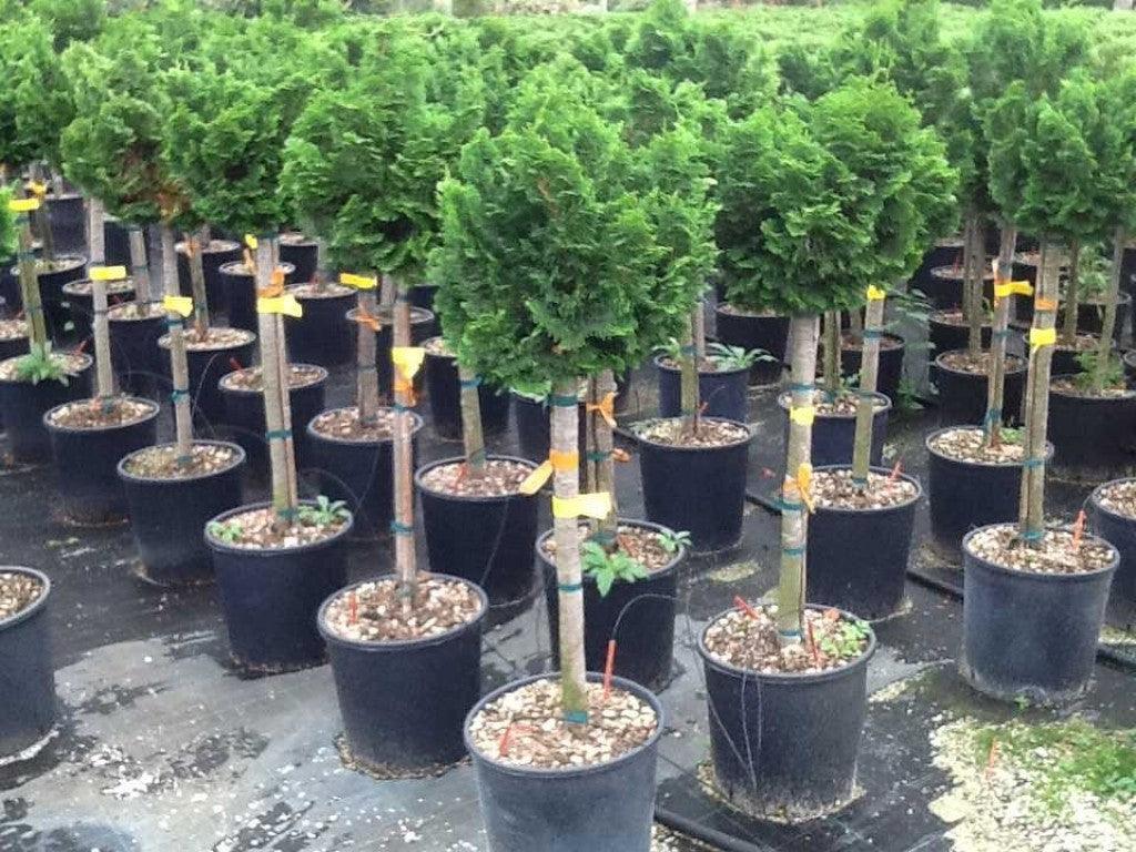 Cypress Nana Gracilis" 0.40 - 0.60 m Chamaecyparis obt. "Nana Gracilis"