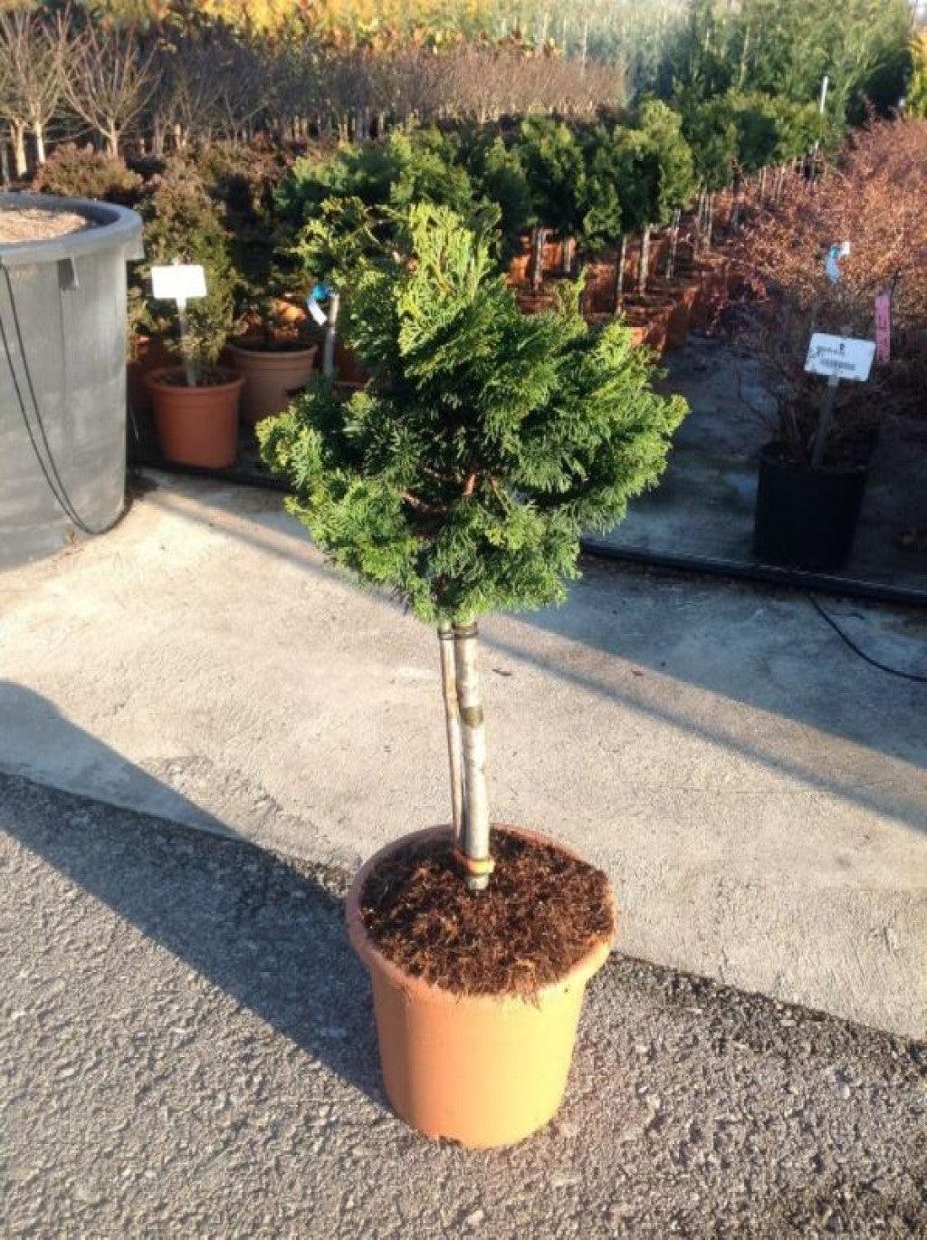 Cypress Nana Gracilis" 0.40 - 0.60 m Chamaecyparis obt. "Nana Gracilis"