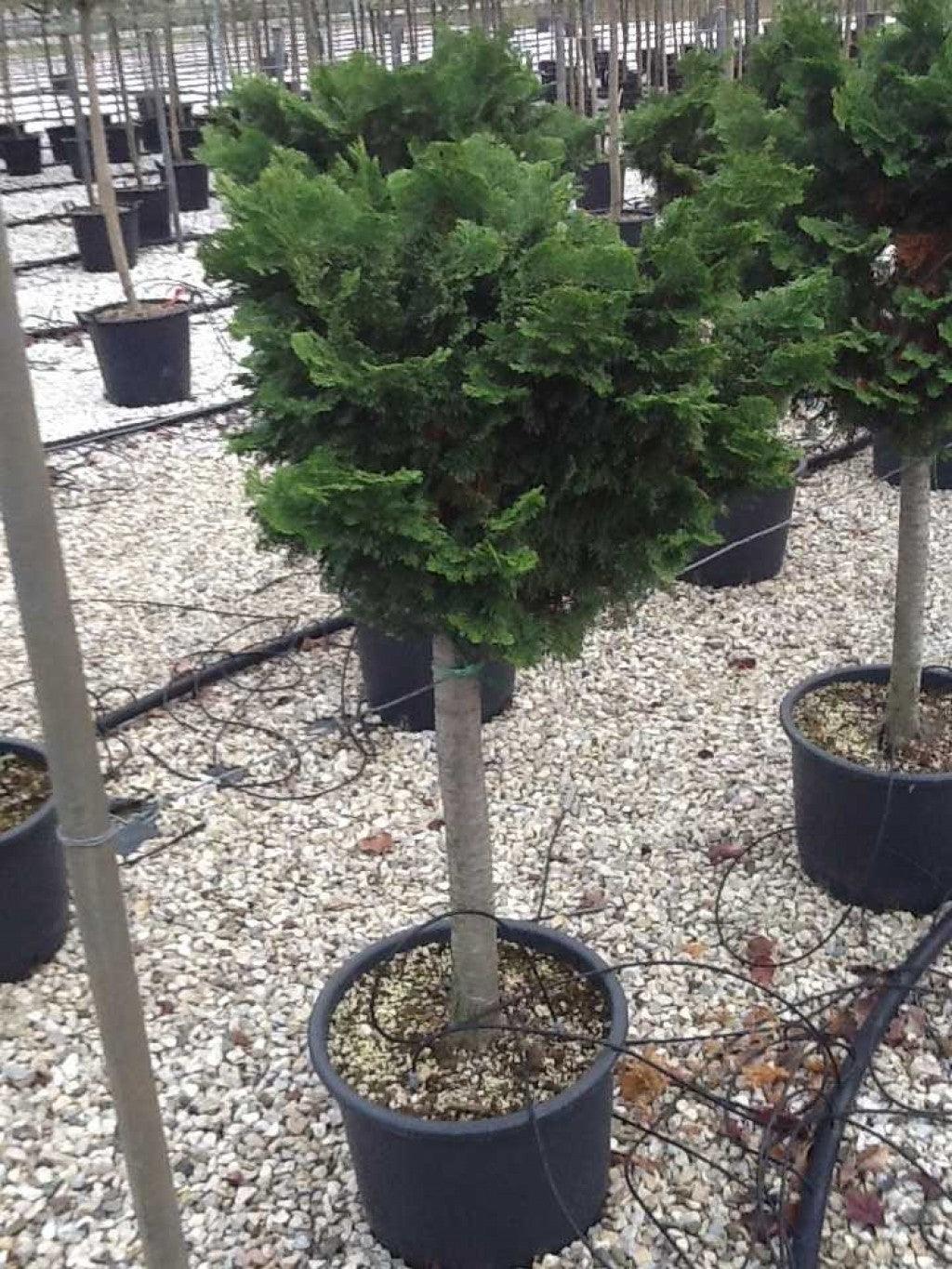 Cypress Nana Gracilis" 0.40 - 0.60 m Chamaecyparis obt. "Nana Gracilis"