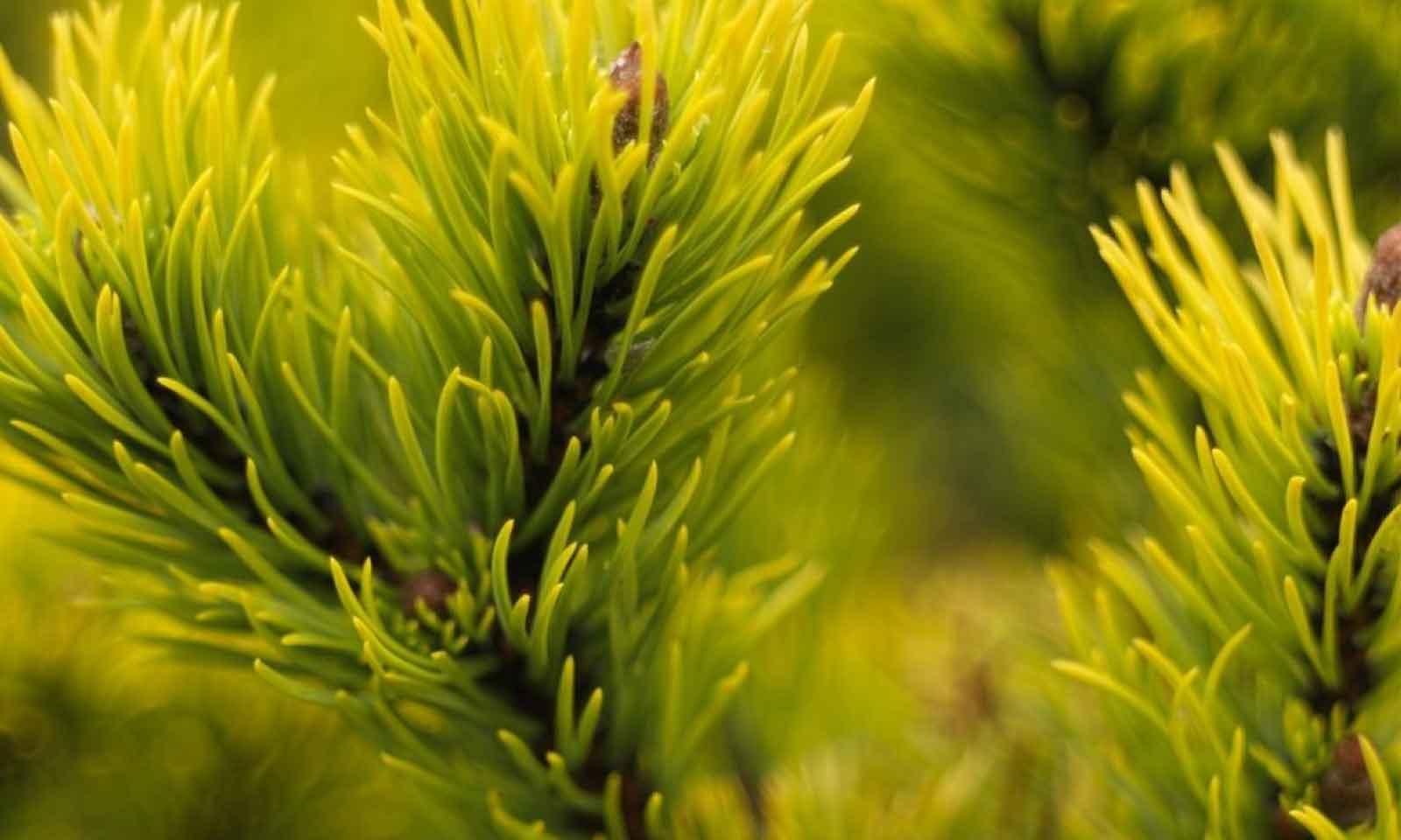 Winter Gold dwarf pine" 1.00 - 1.20 m Pinus mugo "Winter Gold"
