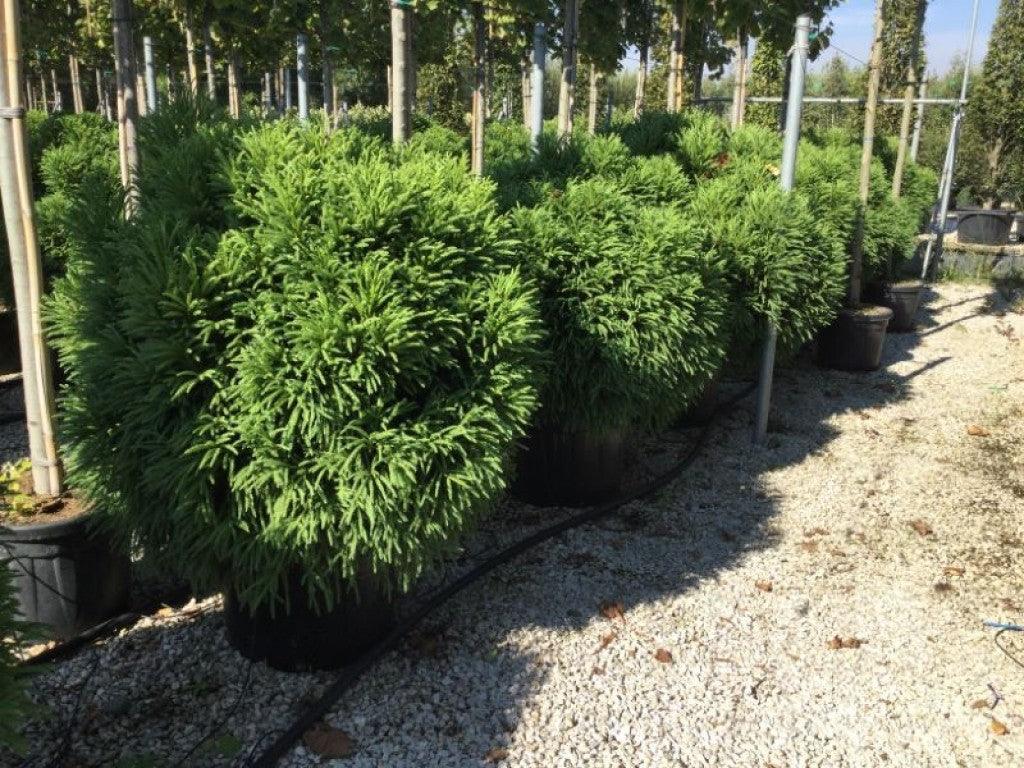 Cryptomeria Globosa Nana" 0.50 - 0.70 m Cryptomeria jap. "Globosa Nana"
