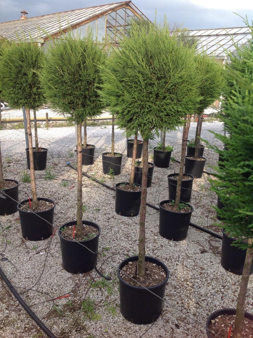 Cypress leylandii 1.40 - 1.60 m Cupressocyparis leylandii