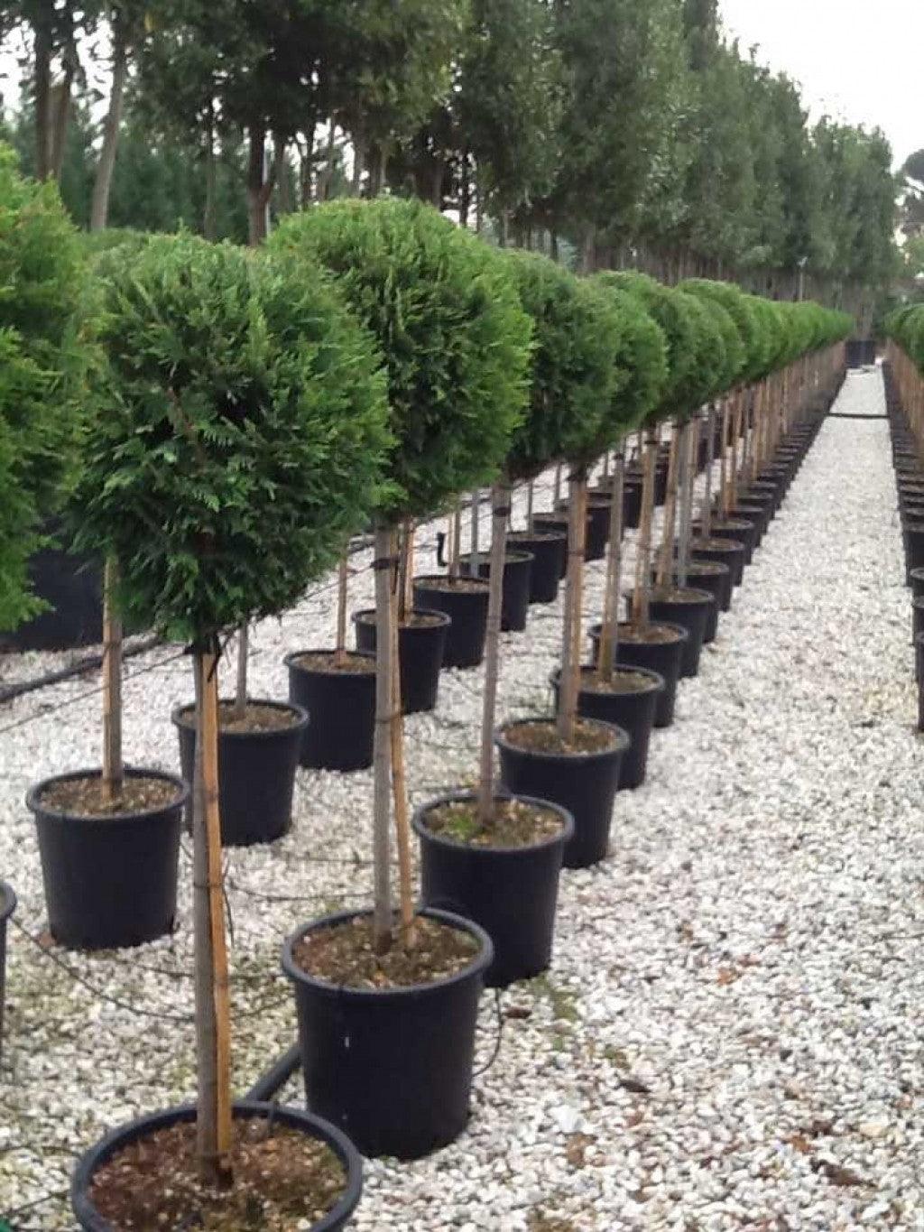 Cypress leylandii 1.40 - 1.60 m Cupressocyparis leylandii