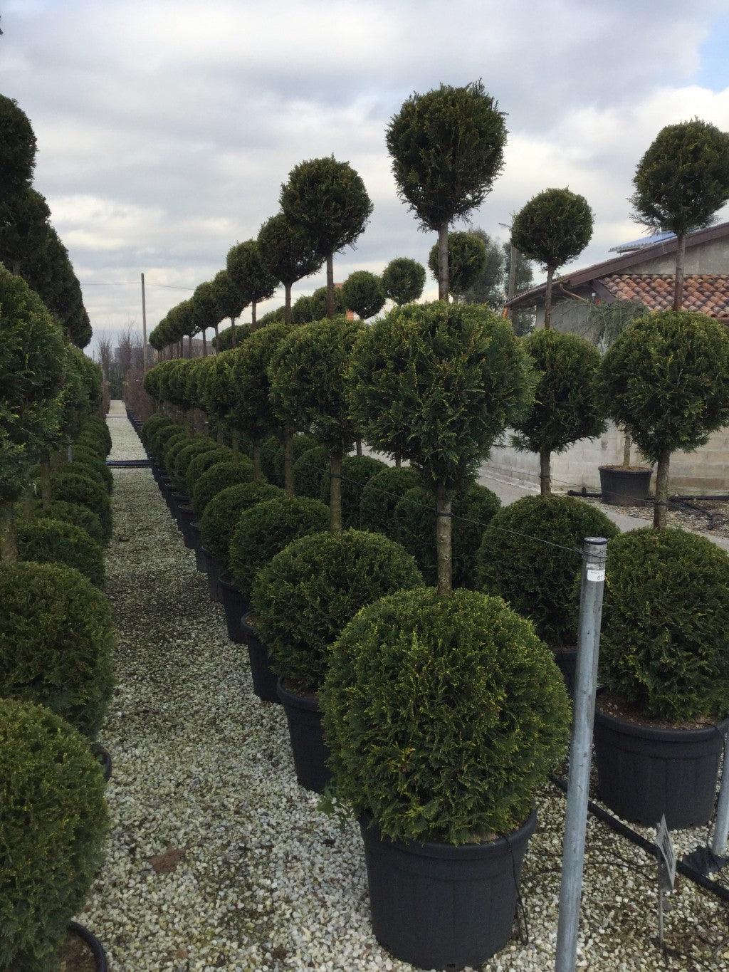 Cypress leylandii Castlewellan Gold " 3.00 m Cupressocyparis leylandii "Castlewellan Gold "