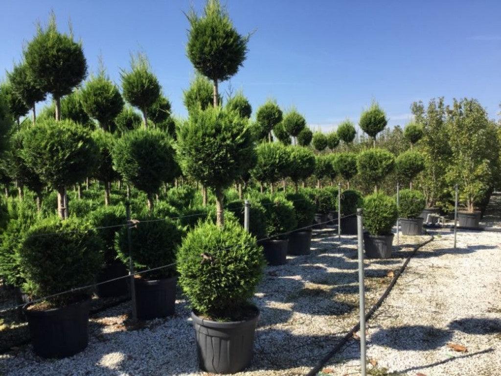 Cypress leylandii Castlewellan Gold " 3.00 m Cupressocyparis leylandii "Castlewellan Gold "