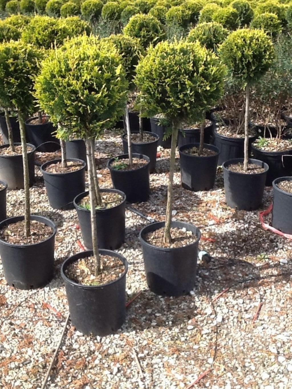 Cypress leylandii Castlewellan Gold " 1.40 - 1.60 m Cupressocyparis leylandii "Castlewellan Gold "