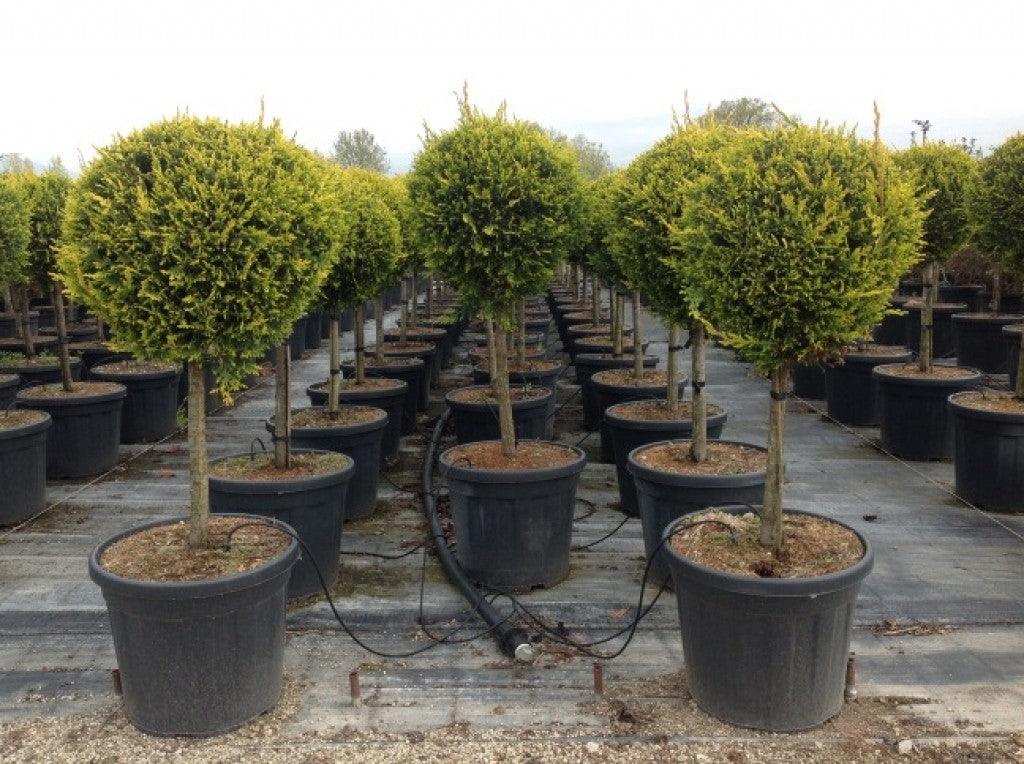 Cypress leylandii Castlewellan Gold " 1.40 - 1.60 m Cupressocyparis leylandii "Castlewellan Gold "