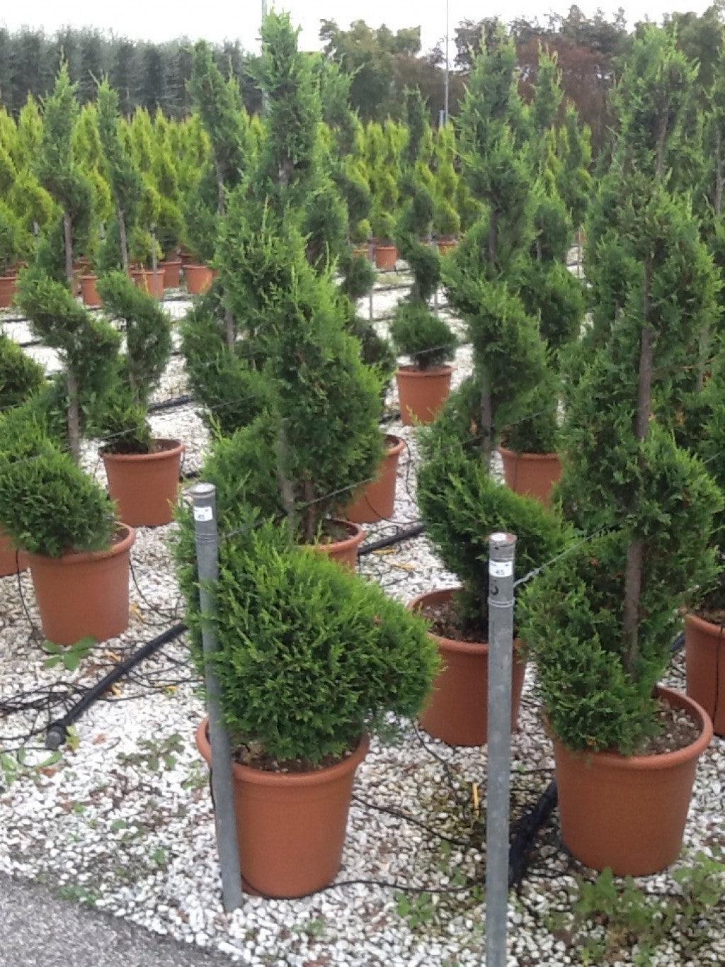 Cypress leylandii Castlewellan Gold "Spiral 1.40 - 1.50 m Cupressocyparis leylandii "Castlewellan Gold"