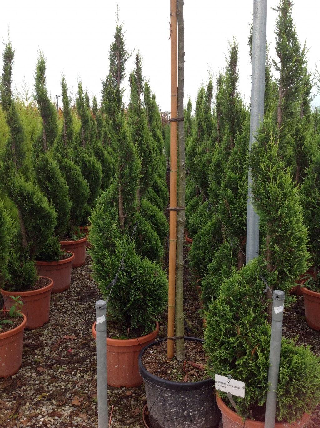 Cypress leylandii Castlewellan Gold "Spiral 1.40 - 1.50 m Cupressocyparis leylandii "Castlewellan Gold"