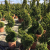 Chiparos leylandii Castlewellan Gold " Spirala 1.40 - 1.50 m  Cupressocyparis leylandii "Castlewellan Gold "