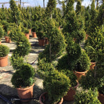 Chiparos leylandii Castlewellan Gold " Spirala 1.40 - 1.50 m  Cupressocyparis leylandii "Castlewellan Gold "
