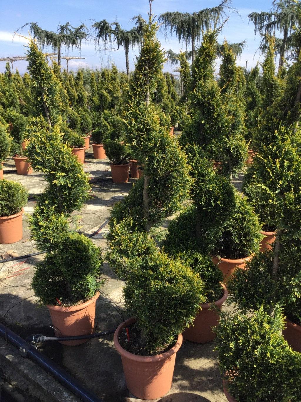Cypress leylandii Castlewellan Gold "Spiral 1.40 - 1.50 m Cupressocyparis leylandii "Castlewellan Gold"