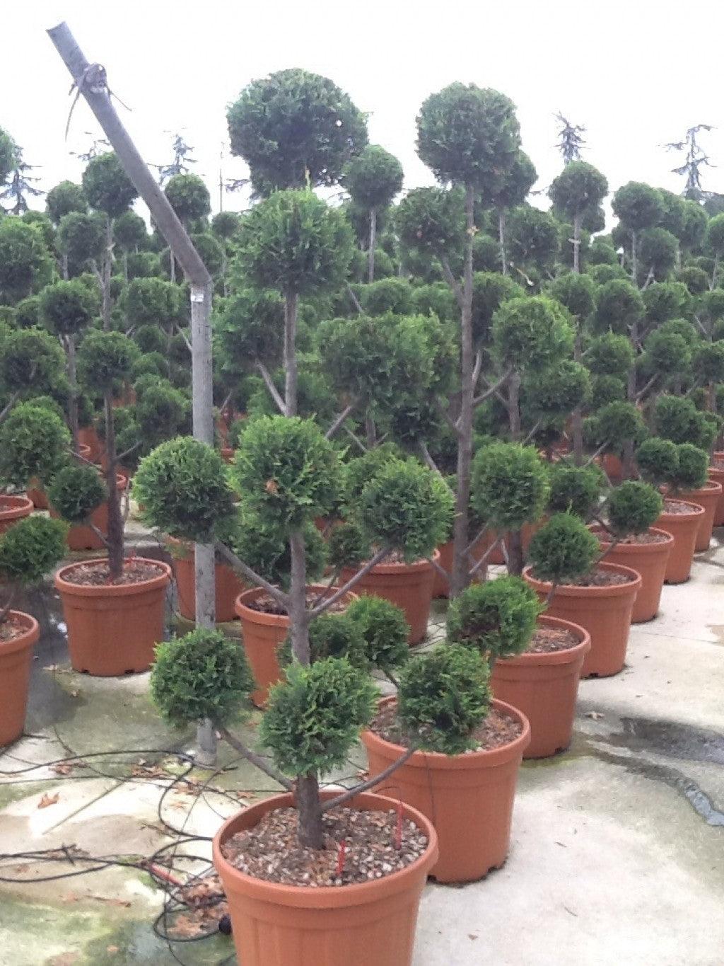 Cypress leylandii Castlewellan Gold " Pom Poms 1.50 - 1.70 m Cupressocyparis leylandii "Castlewellan Gold "