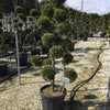Chiparos leylandii Castlewellan Gold " Pom Poms 1.50 - 1.70 m  Cupressocyparis leylandii "Castlewellan Gold "