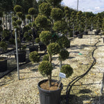 Chiparos leylandii Castlewellan Gold " Pom Poms 1.50 - 1.70 m  Cupressocyparis leylandii "Castlewellan Gold "