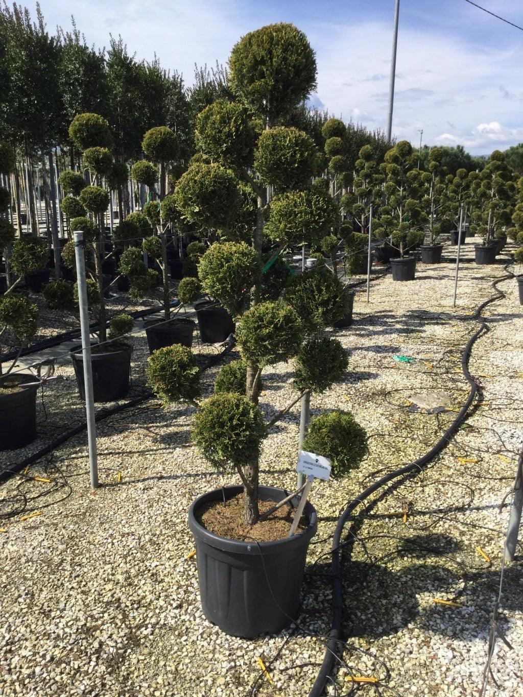 Cypress leylandii Castlewellan Gold " Pom Poms 1.50 - 1.70 m Cupressocyparis leylandii "Castlewellan Gold "