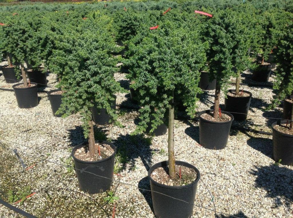 Juniper Blue Pacific" 1.00 - 1.20 m Juniperus conferta "Blue Pacific"