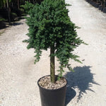 Ienupar Blue Pacific" 1.00 - 1.20 m  Juniperus conferta "Blue Pacific"