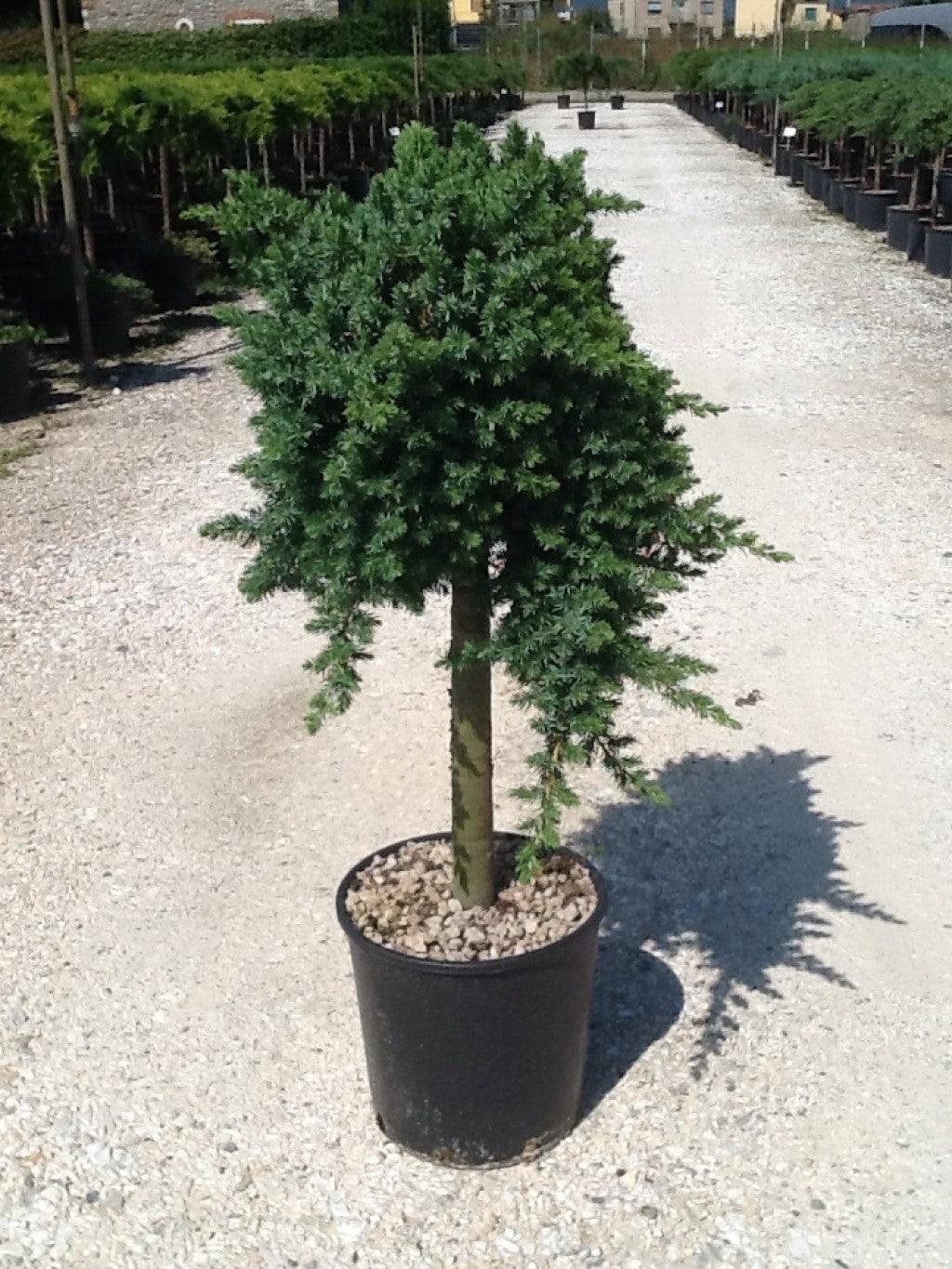 Juniper Blue Pacific" 1.00 - 1.20 m Juniperus conferta "Blue Pacific"