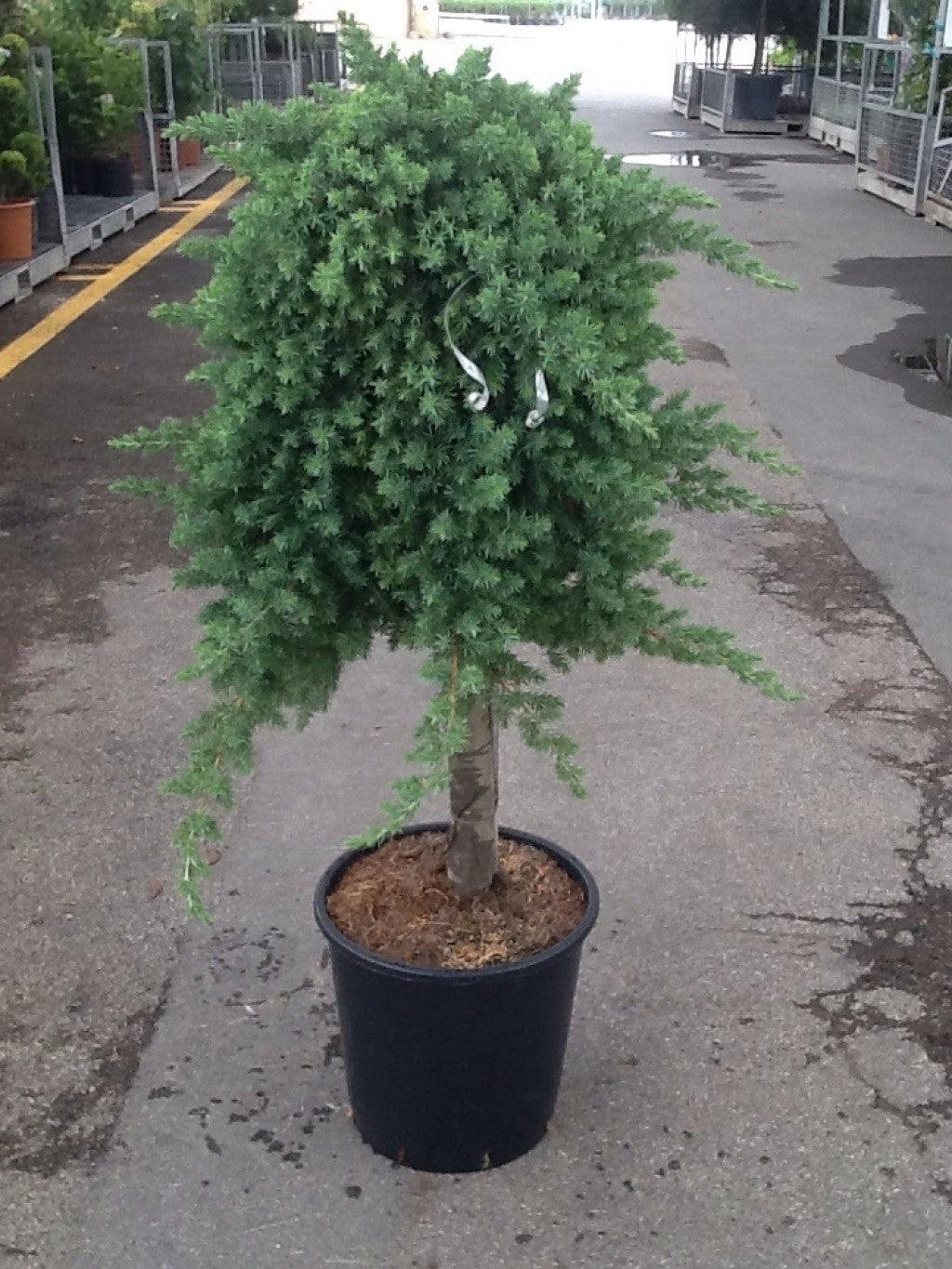 Juniper Blue Pacific" 1.00 - 1.20 m Juniperus conferta "Blue Pacific"