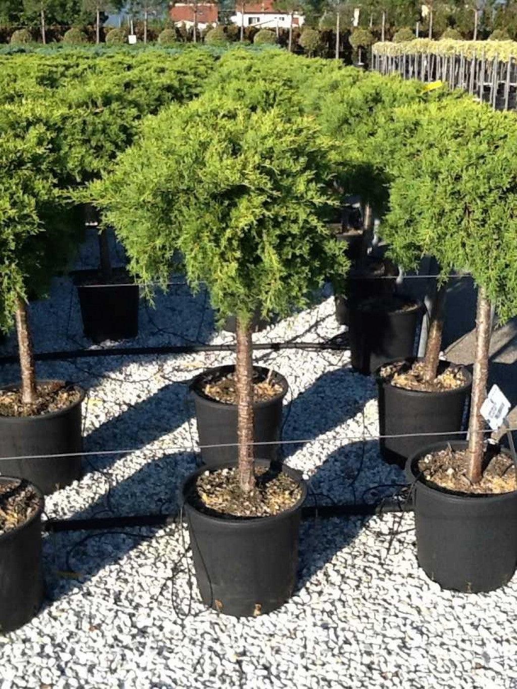 Juniper Old Gold" 1.20 - 1.40 m Juniperus x media "Old Gold"