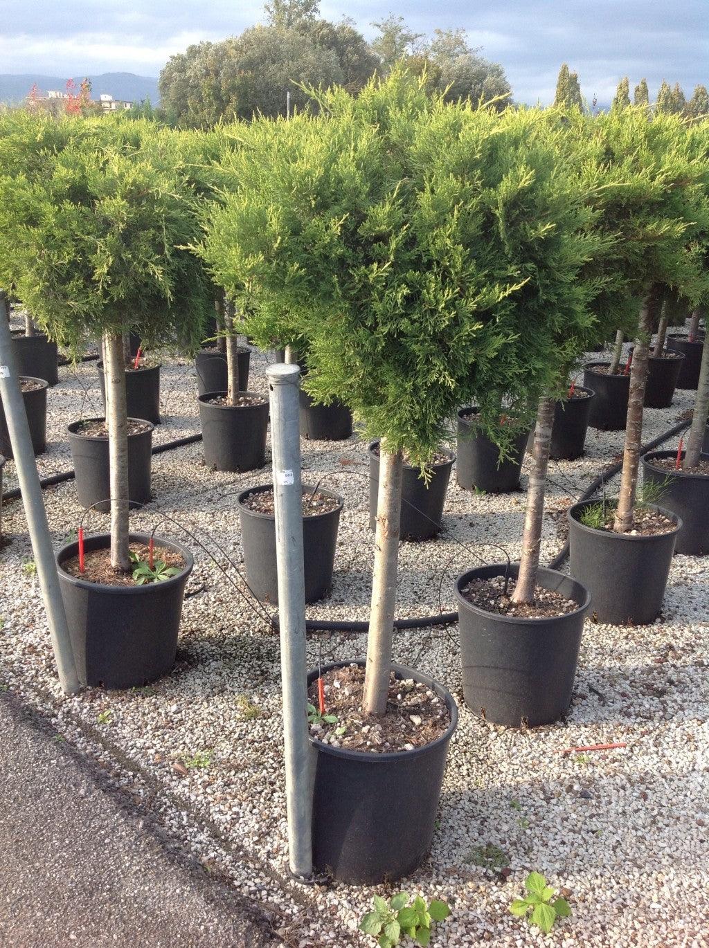 Juniper Old Gold" 1.20 - 1.40 m Juniperus x media "Old Gold"