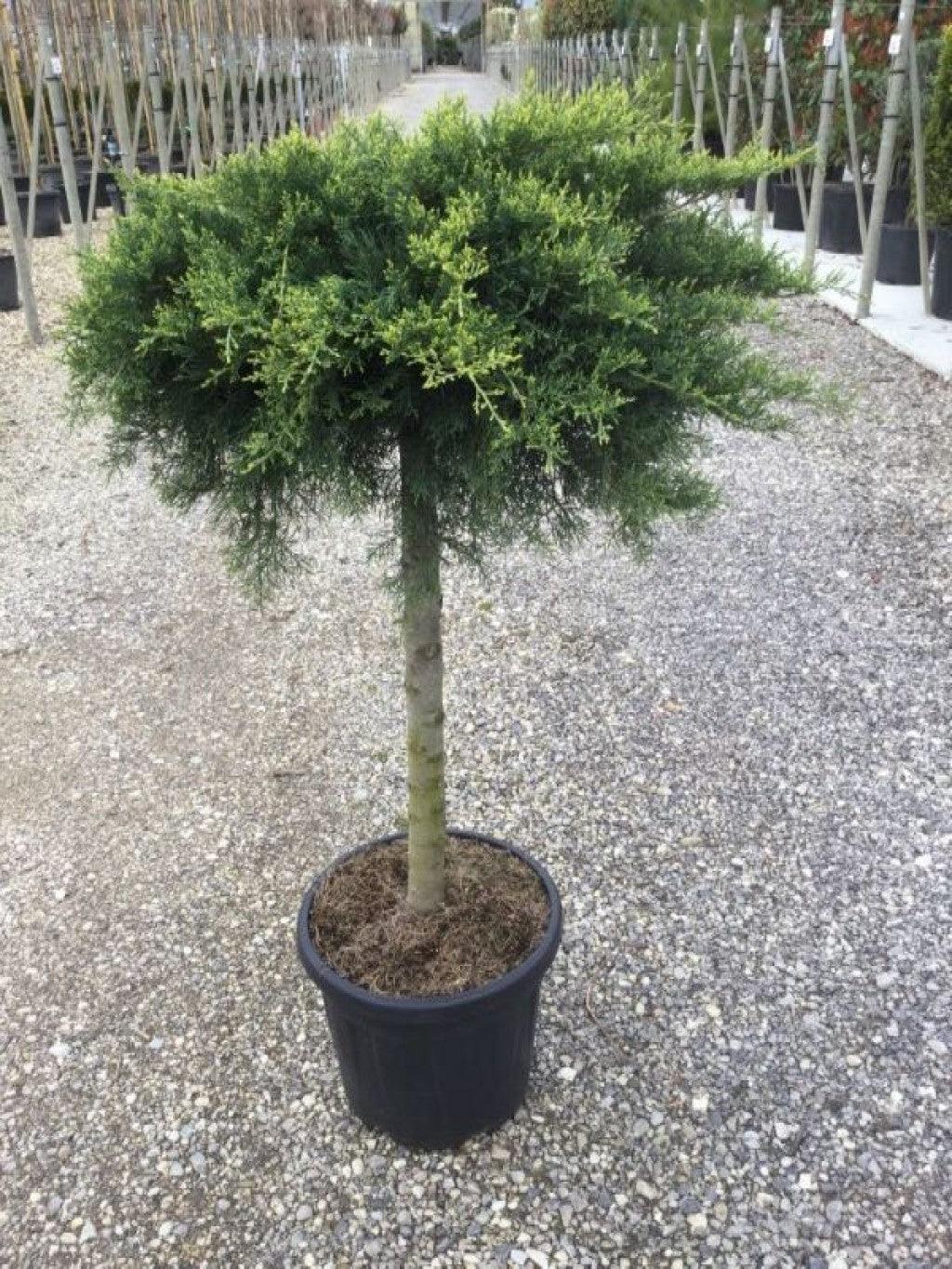 Juniper Old Gold" 1.20 - 1.40 m Juniperus x media "Old Gold"
