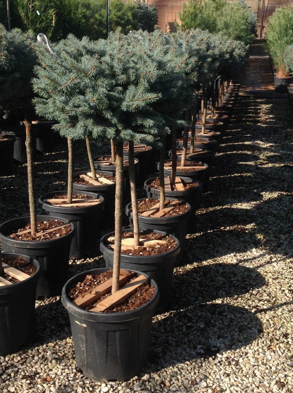 Globular silver spruce 0.80 - 1.20 m Picea pungens Glauca Globosa""