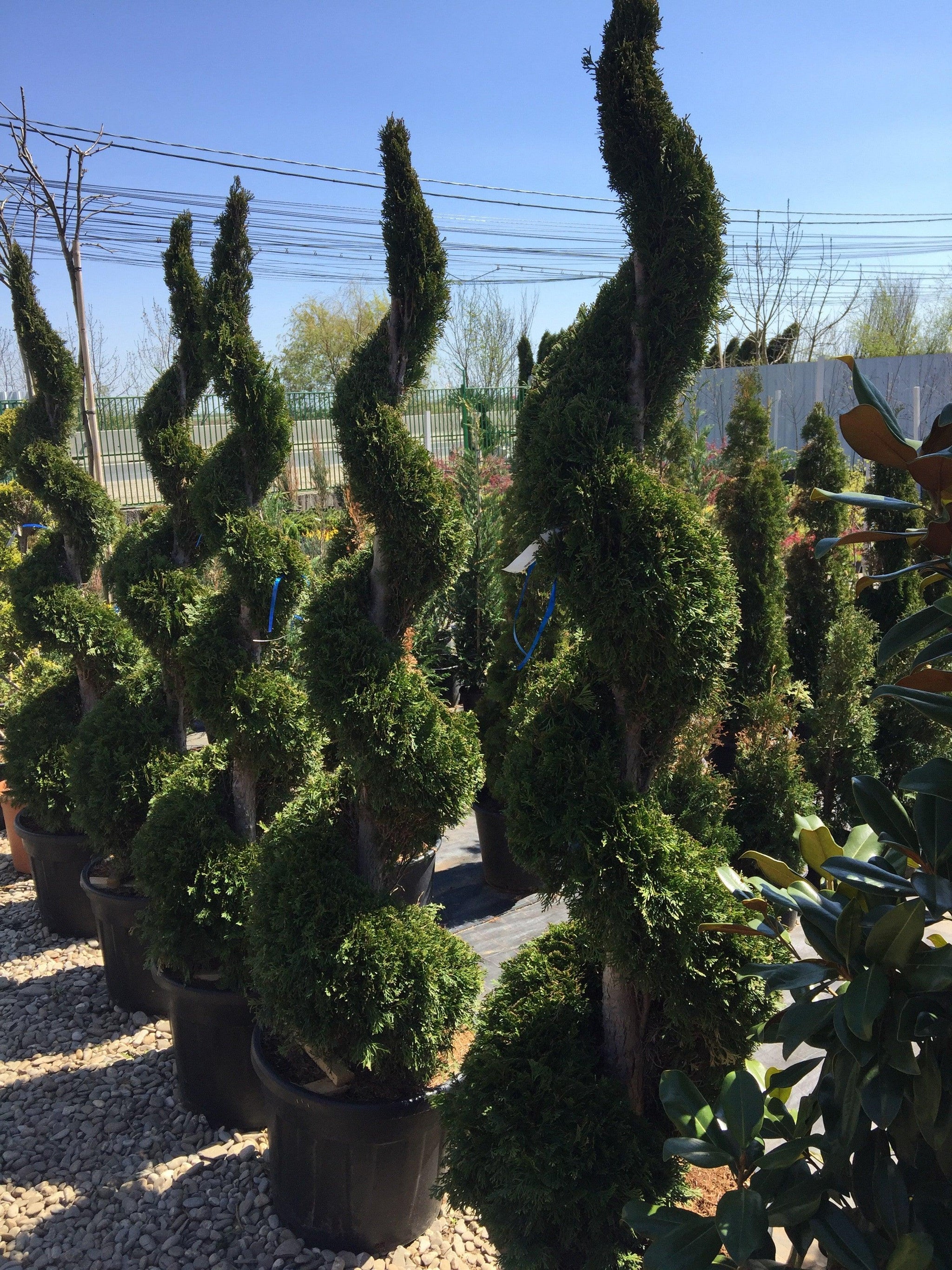 Tuia Smaragd Spirala 2.00 m Thuja occ. Smaragd