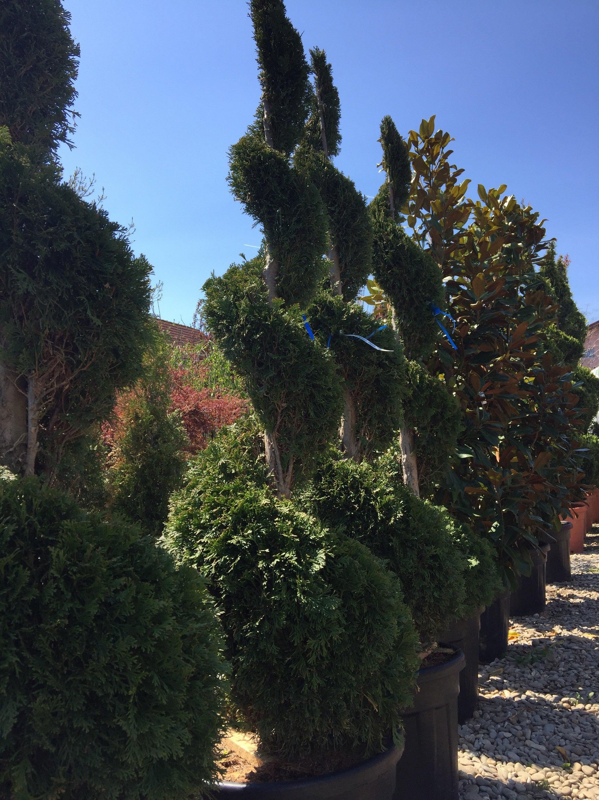 Tuia Smaragd Spirala 2.00 m Thuja occ. Smaragd