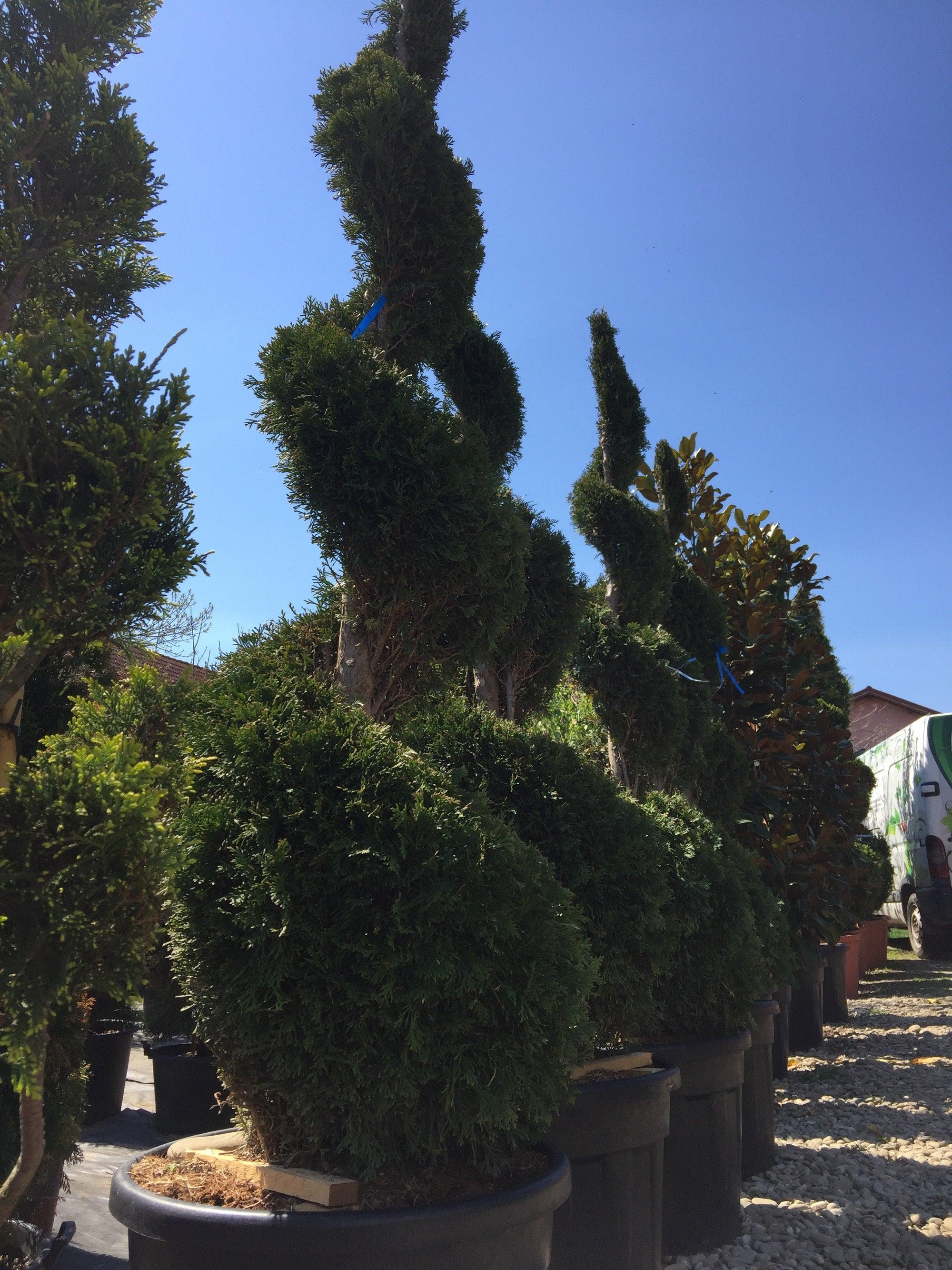 Tuia Smaragd Spirala 2.00 m Thuja occ. Smaragd