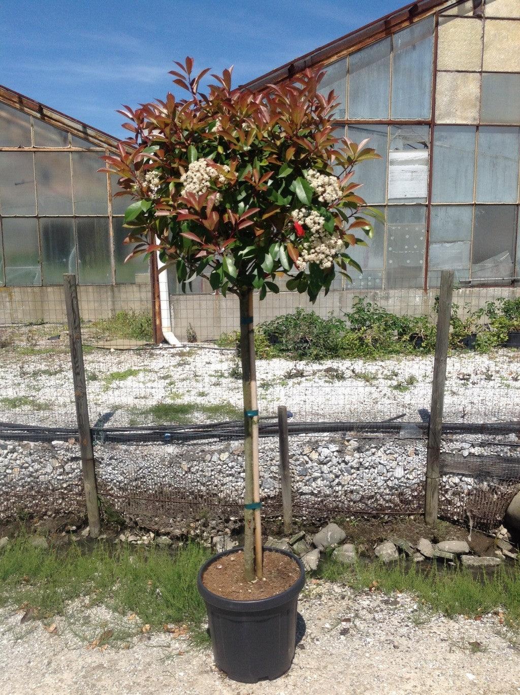 Photinia Red Robin" 1.50 - 1.70 m Photinia serrulata "Red Robin"