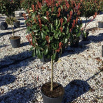 Photinia Red Robin" 1.50 - 1.70 m   Photinia serrulata "Red Robin"