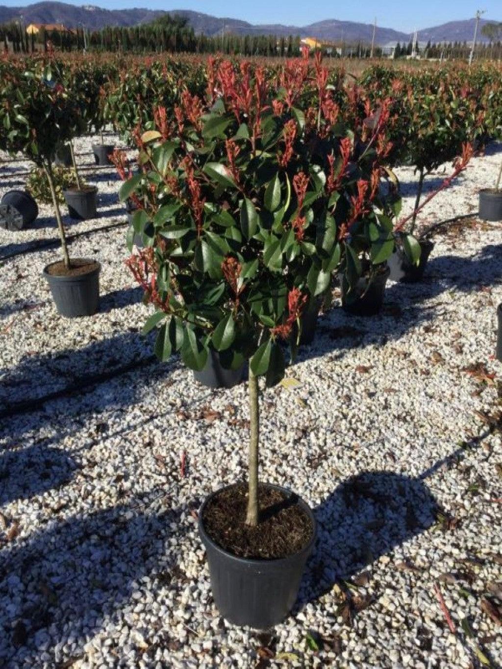Photinia Red Robin" 1.50 - 1.70 m Photinia serrulata "Red Robin"