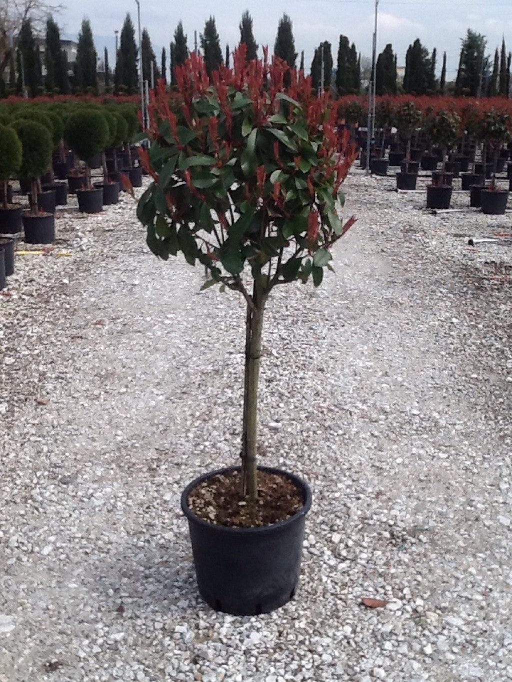 Photinia Red Robin" 1.50 - 1.70 m Photinia serrulata "Red Robin"