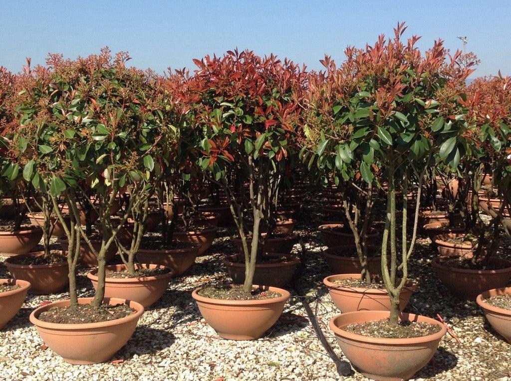 Photinia Red Robin" Multistemmed 1.70 - 2.00 m Photinia serrulata "Red Robin"