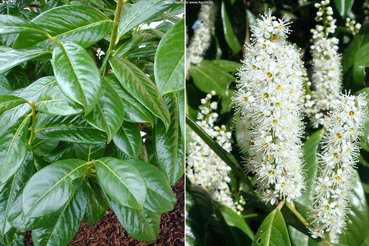 Laur englezesc Novita" 1.30 - 1.50 m Prunus laurocerasus" Novita"