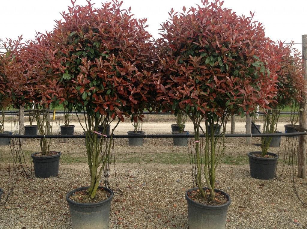 Photinia Red Robin" Multistemmed 1.70 - 2.00 m Photinia serrulata "Red Robin"