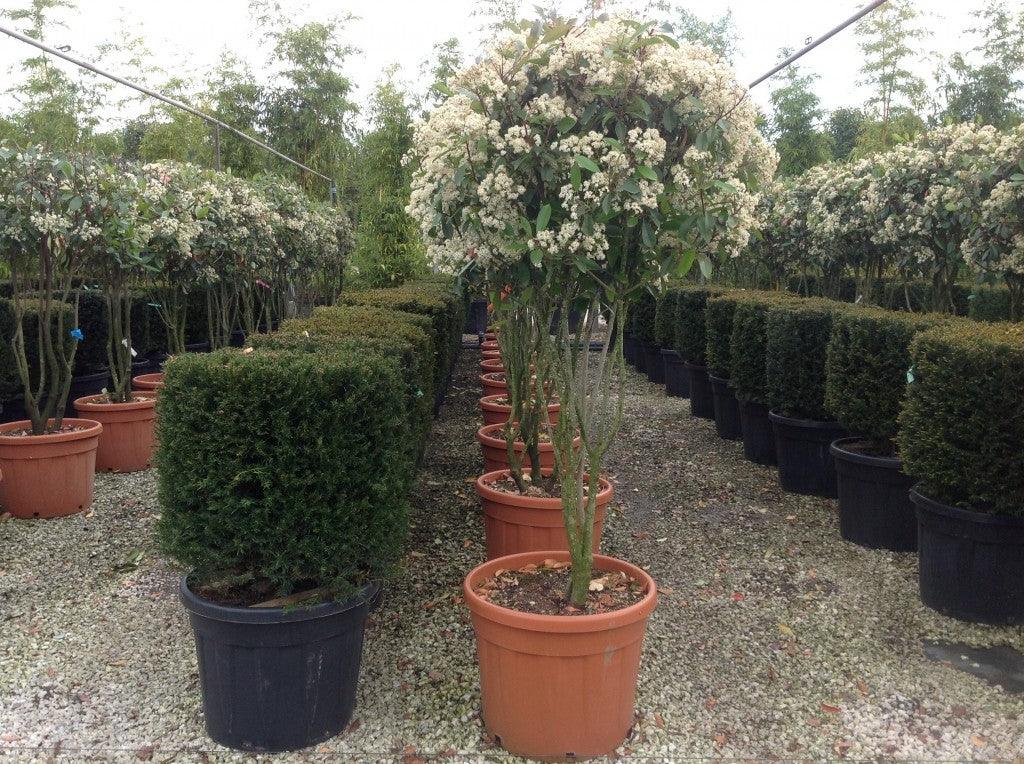 Photinia Red Robin" Multistemmed 1.70 - 2.00 m Photinia serrulata "Red Robin"