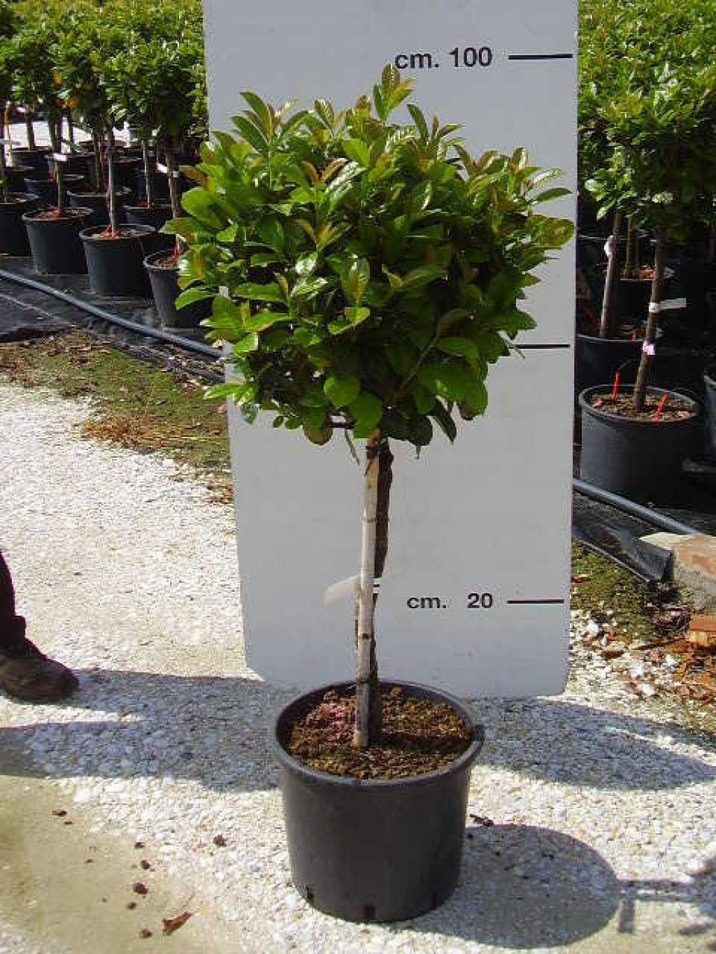 English laurel Etna" 1.20 - 1.50 m Prunus laurocerasus "Etna"