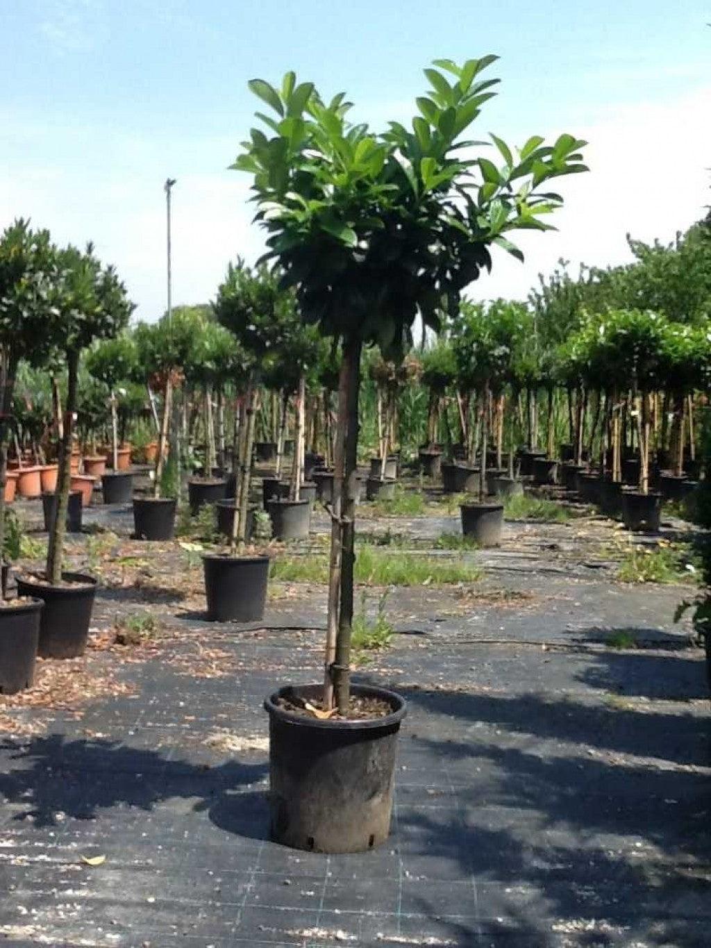 English laurel Etna" 1.20 - 1.50 m Prunus laurocerasus "Etna"