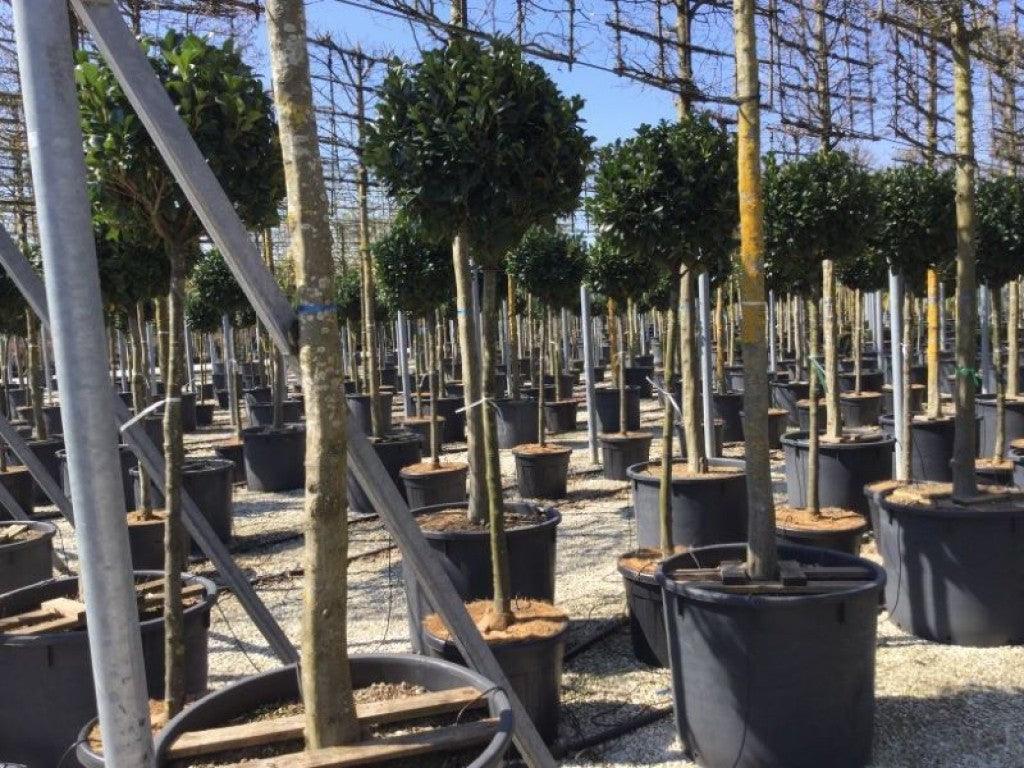 English laurel Etna" 1.20 - 1.50 m Prunus laurocerasus "Etna"
