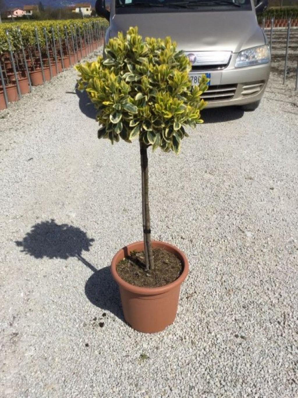 Euonymus japonicus "Ovatus" 0.80 - 1.20 m Euonymus japonicus "Ovatus"