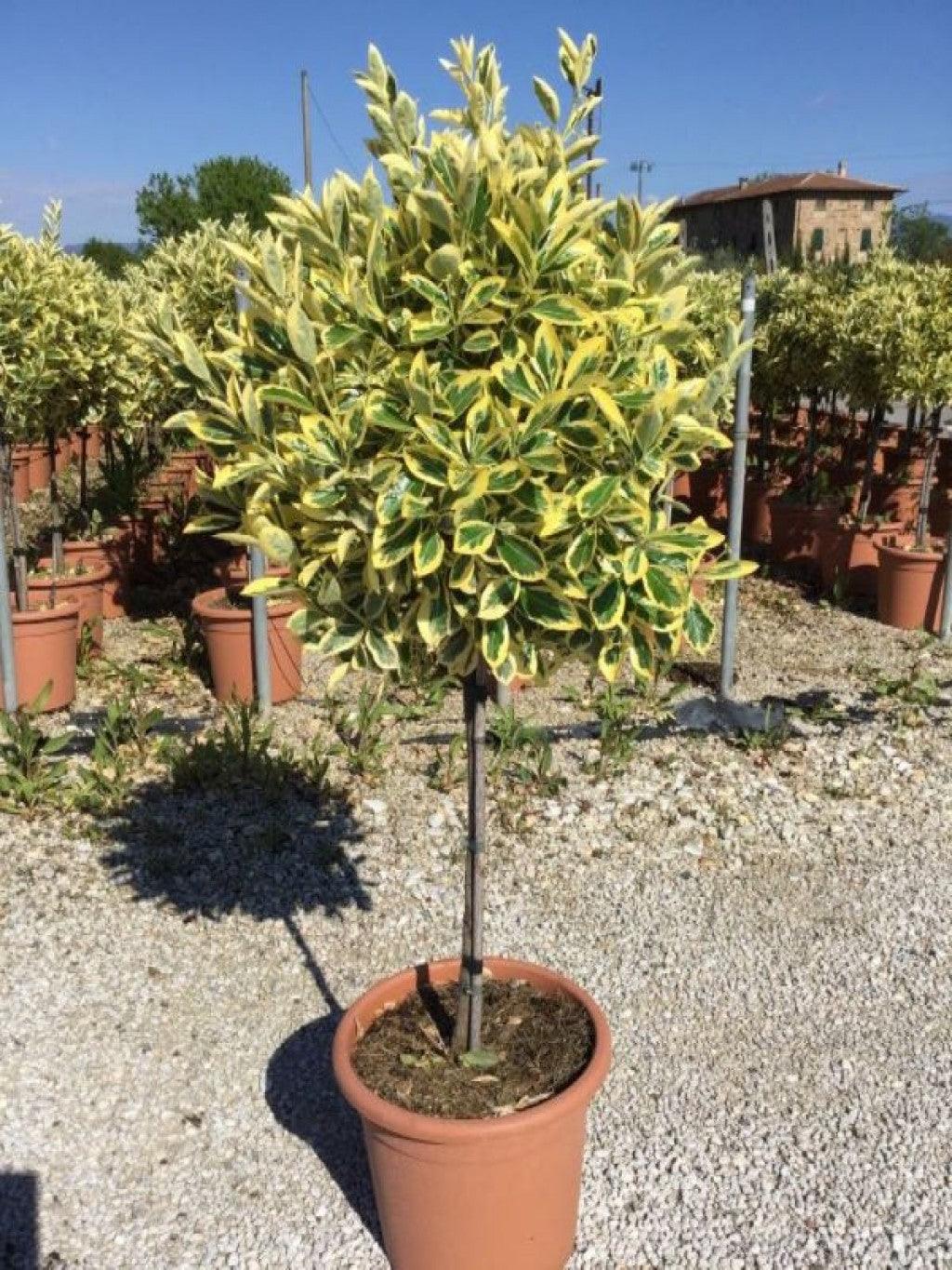 Euonymus japonicus "Ovatus" 0.80 - 1.20 m Euonymus japonicus "Ovatus"