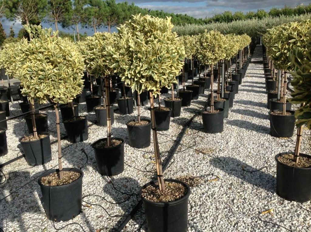 Euonymus japonicus "Ovatus" 0.80 - 1.20 m Euonymus japonicus "Ovatus"