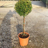 Catina ornamantala "Navaho 1.50 -1.70 m  Pyracantha coccinea "Navaho"