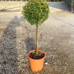 Catina ornamantala "Navaho 1.50 -1.70 m  Pyracantha coccinea "Navaho"