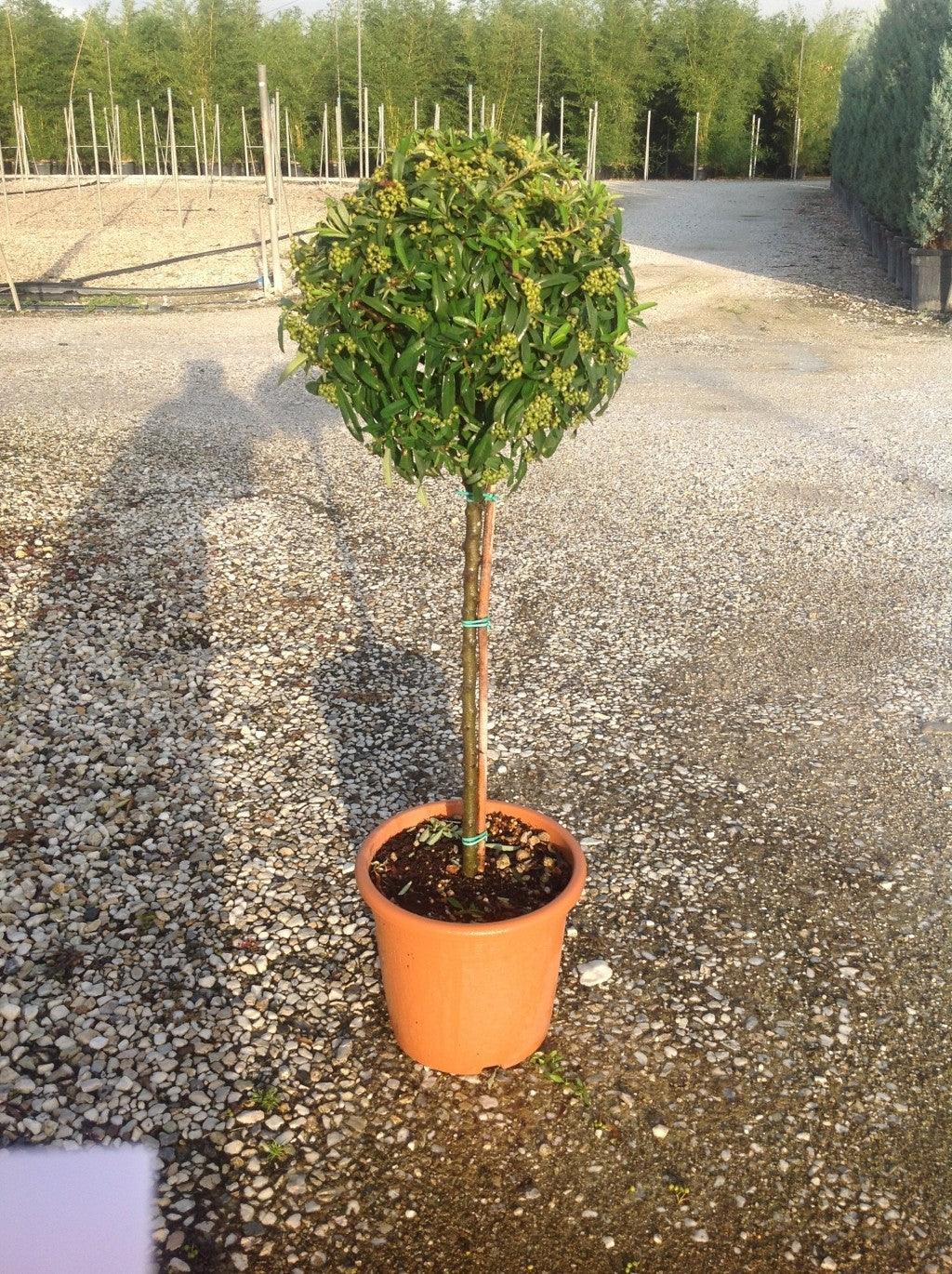 Ornamental buckthorn "Navaho" 1.50 -1.70 m Pyracantha coccinea "Navaho"
